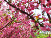 鄭州大學師范學院主校區(qū)2023年報名條件、招生要求、招生對象