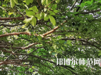 湖南師范大學(xué)2023年報(bào)名條件、招生要求、招生對(duì)象